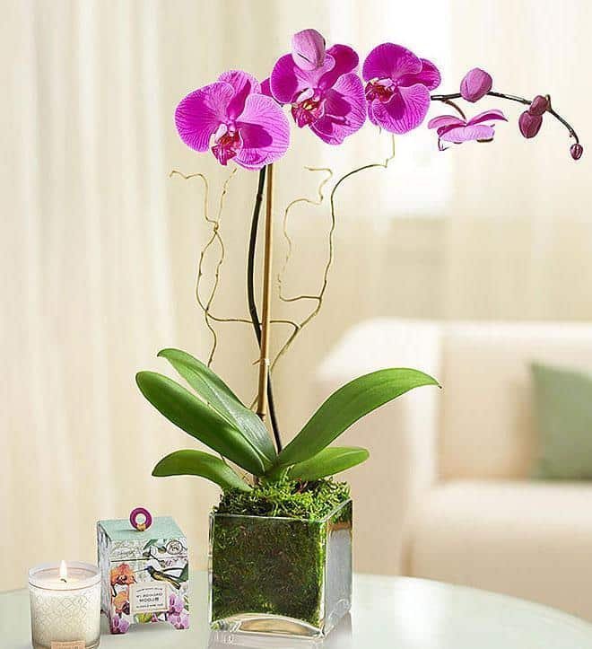 saksijsko-cvece-002-1