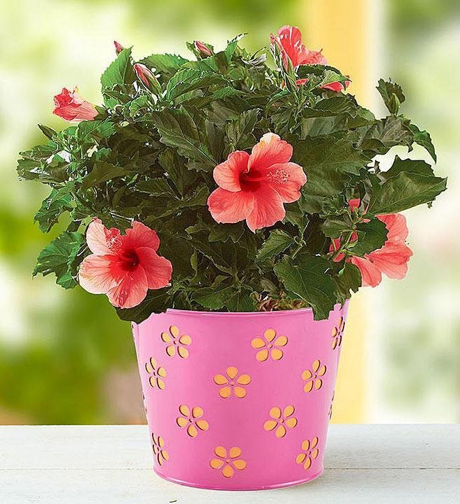 saksijsko-cvece-005-1